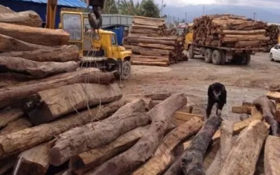 缅甸花梨凭什么，价值一路上涨....