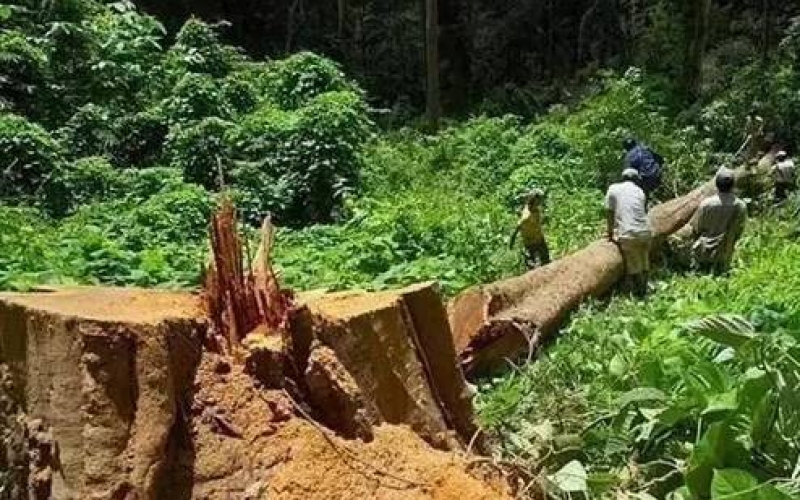 缅甸花梨（大果紫檀）逐步成为红木家具的“主力军”。